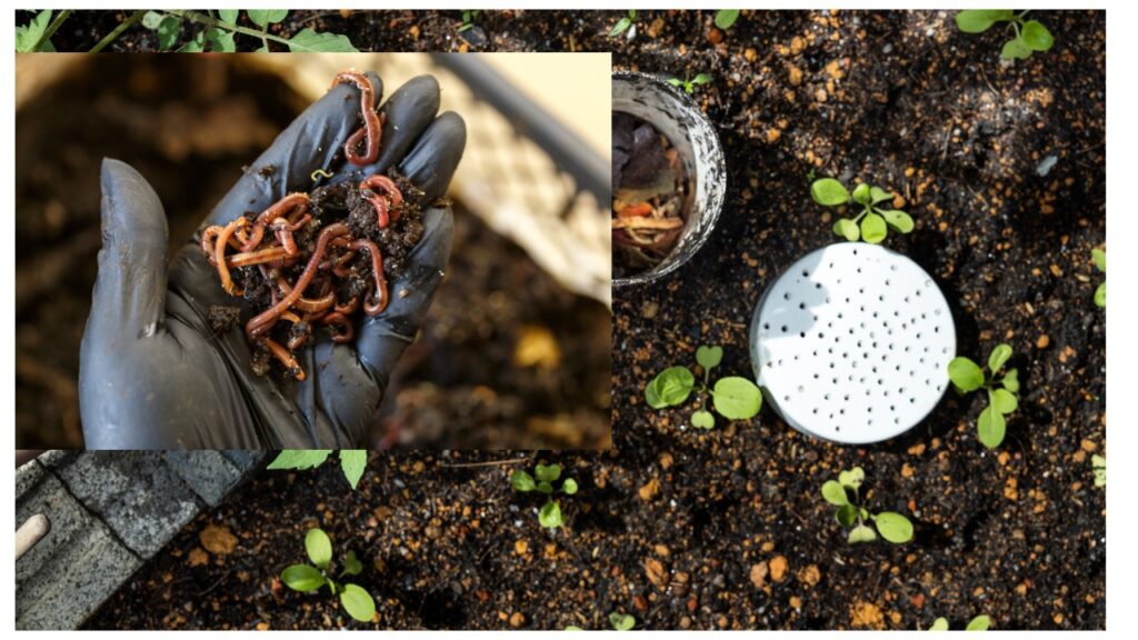 A Photo Referencing Vermicomposting.