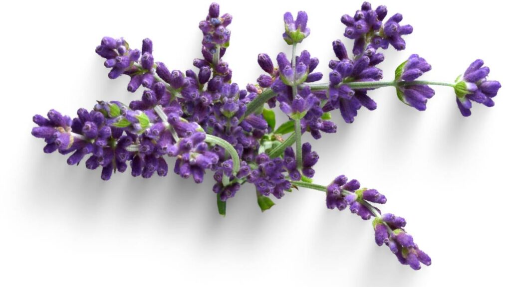 A Photo Referencing Lavender.