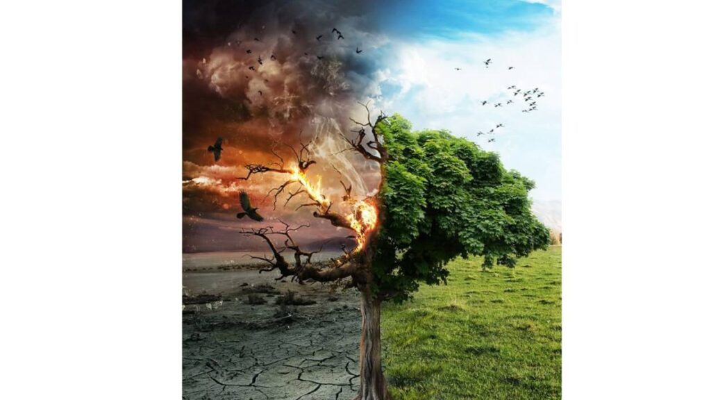 A Tree Showing destruction & conservation. Sustainable Living Solutions, Everyday Action. #sustainablelivingblogs #ecofriendlyliving #wecareearth 