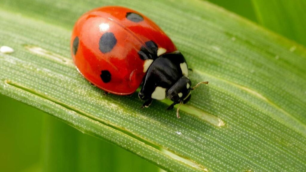 - Image of ladybug - 
Control pest in eco friendly way | Bug out without bugging out the planet blog post by wecareearth.com  #ecofriendlymethodsofpestcontrol