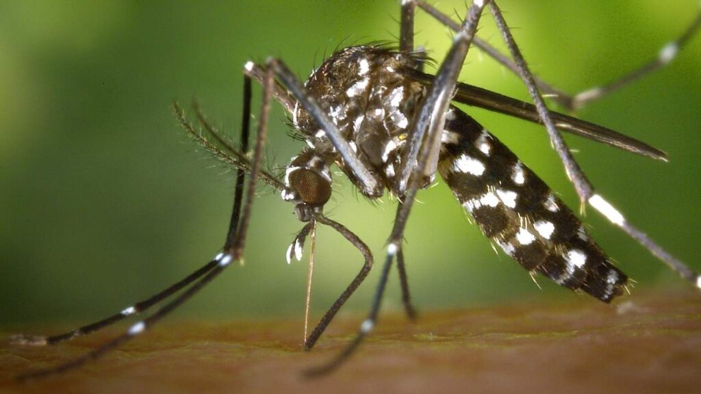 - Image of mosquitoes - 
Control pest in eco friendly way | Bug out without bugging out the planet blog post by wecareearth.com  #ecofriendlymethodsofpestcontrol