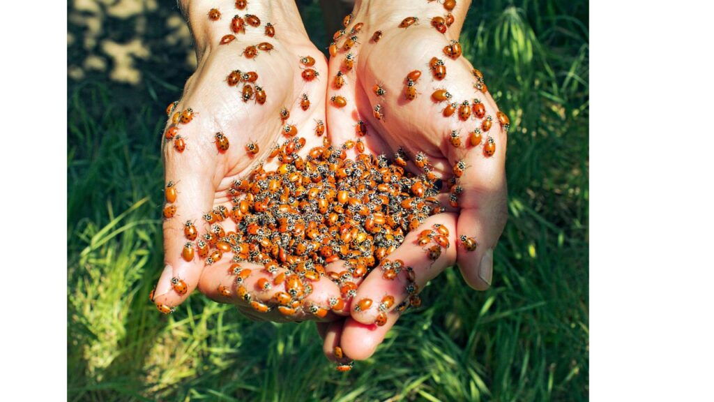 - Image of ladybug, Bringing bugs to rescue - 
Control pest in eco friendly way | Bug out without bugging out the planet blog post by wecareearth.com  #ecofriendlymethodsofpestcontrol