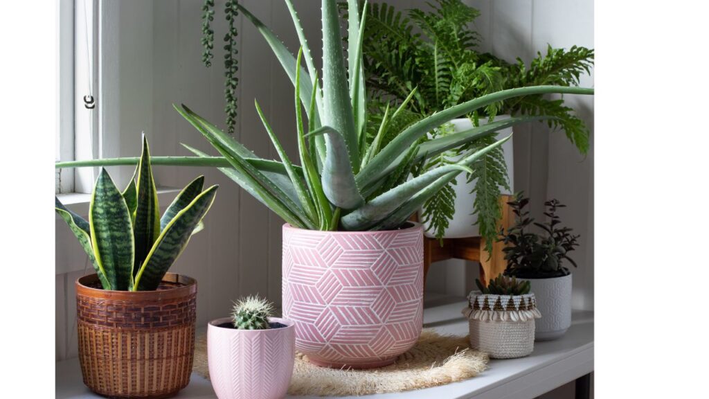 Image of home plant decoration by Canva. 
Tips for sustainable living at home - Avoid artificial designs #sustainableliving #ecofriendlylivingtips #sustainablewaystolive #sustainabletips #wecareearth 