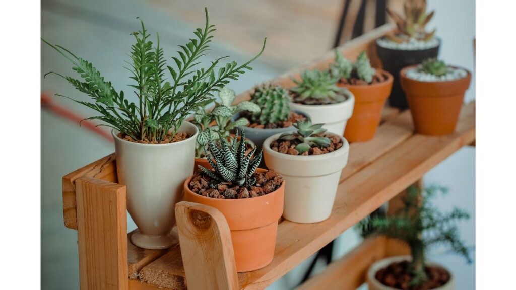 Image of plant decoration by Canva. 
Blog Post Name - Top Eco Friendly Party Ideas (2024) - Fun & Budget Friendly! 
#sustainablepartyideas #ecofriendlypartydecorations #ecofriendlypartybags #ecofriendlypartyfavors #ecofriendlyeventideas 
