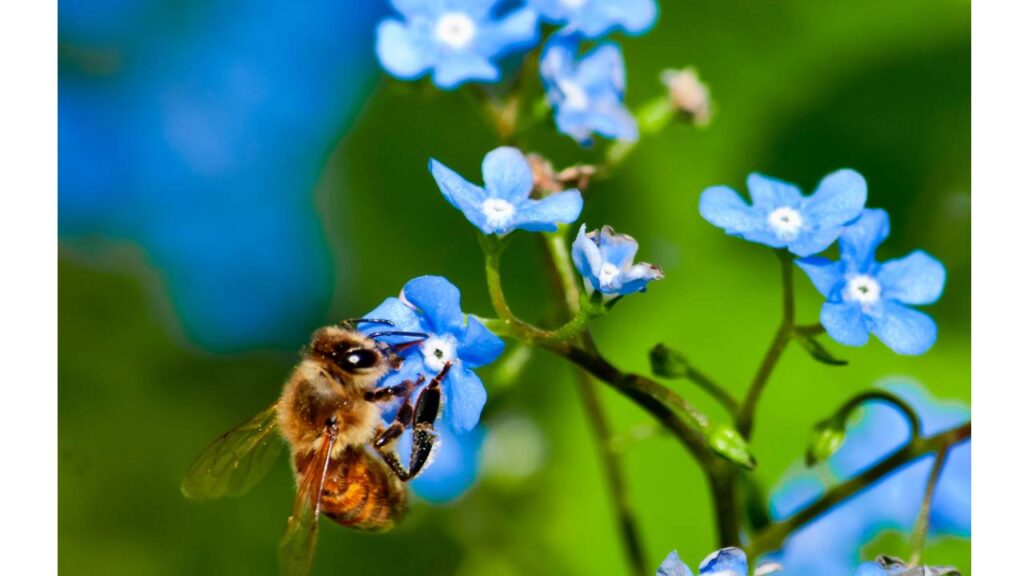 Image of Bee Pollinator by Canva. #ecofriendlyfarming #organicfarming #regenerativeagriculture #ecofriendlyagriculture #wecareearth 