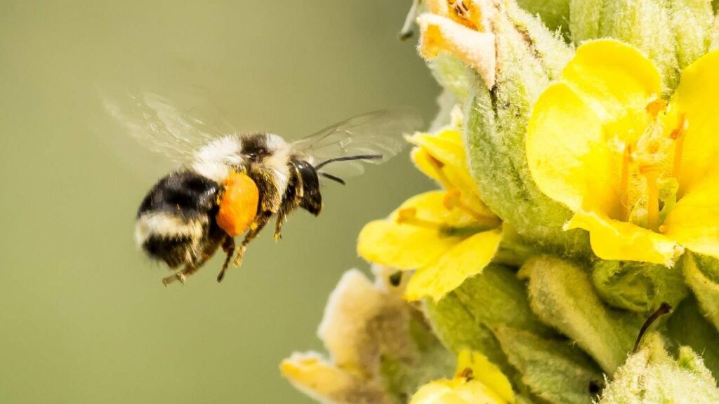 Image of Bee Pollinator by Canva. #ecofriendlyfarming #organicfarming #regenerativeagriculture #ecofriendlyagriculture #wecareearth 