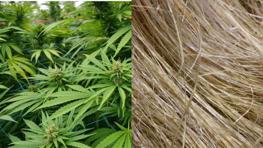 Hemp 
| Meet The champion of Hemp Industry in Nepal ; Sustainable Clothing :- #nepalhempindustry #successstory #sustainableclothinginnepal #hempproductmanufacturersinnepal #wecareearth |